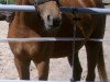 broodmare Rubina d'Oro (German Sport Horse, 2007, from Rubin's Gold)