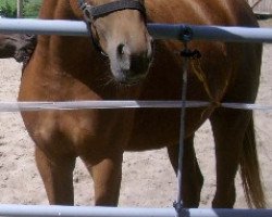 broodmare Rubina d'Oro (German Sport Horse, 2007, from Rubin's Gold)