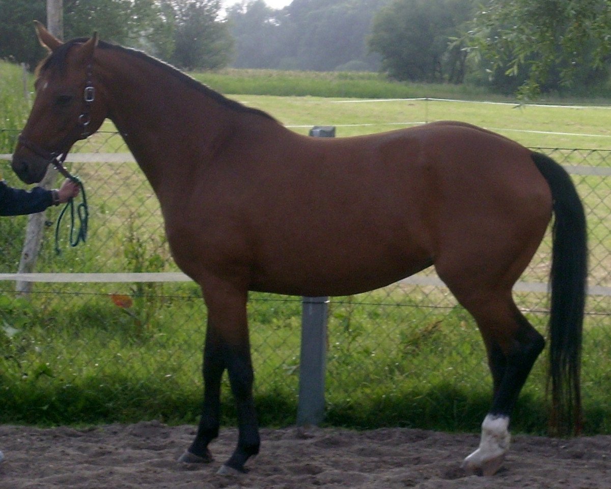 broodmare Grand Ballerina (Brandenburg, 2000, from Goldkäfer)