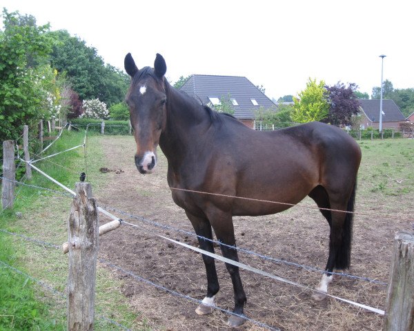 broodmare Nobella (Hanoverian, 1993, from Neuquen xx)