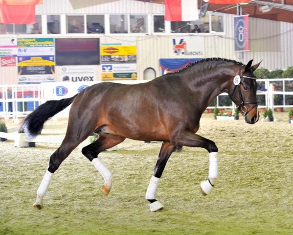 stallion San Amour II (Oldenburg, 2010, from Sandro Hit)