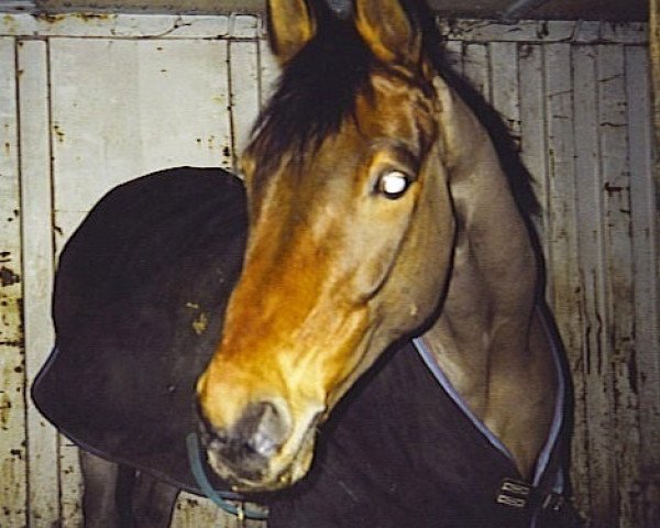 Pferd Lamarck (Oldenburger, 1991, von Landadel)