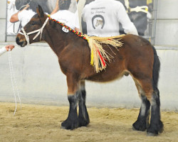 Pferd Rob van de Babbelbeek (Brabanter/Belgisches Kaltblut, 2021, von Jim van 't Roetaart)