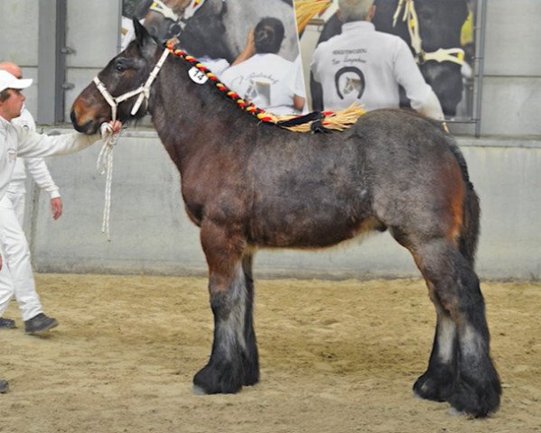 horse Isidoor van 't Rietenhof van Vlaams-Brabant (Brabant/Belgian draft horse, 2021, from Jim van 't Roetaart)