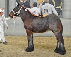 Pferd Isidoor van 't Rietenhof van Vlaams-Brabant (Brabanter/Belgisches Kaltblut, 2021, von Jim van 't Roetaart)