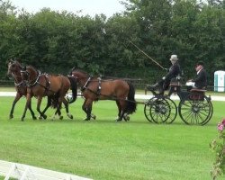 Pferd Leon 516 (Hannoveraner, 2002, von Le Primeur)