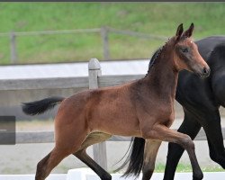 dressage horse Foreign Affair (Oldenburg, 2022, from Follow Him's Schönweide)