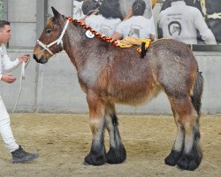 Pferd Filiene van 't Rietenhof van Vlaams-Brabant (Brabanter/Belgisches Kaltblut, 2021, von Jim van 't Roetaart)