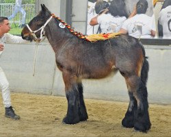 Pferd Eva van 't Langhof (Brabanter/Belgisches Kaltblut, 2021, von Jim van 't Roetaart)