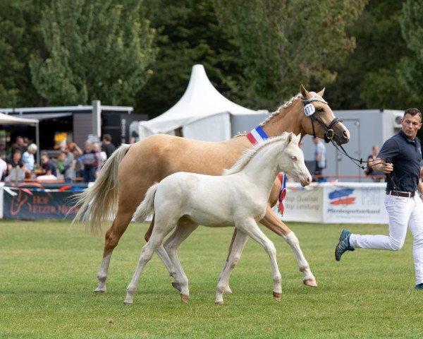 Zuchtstute First Class Noble Blue Eyes (Deutsches Reitpony, 2022)