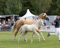 Pferd First Class Noble Blue Eyes (Deutsches Reitpony, 2022)