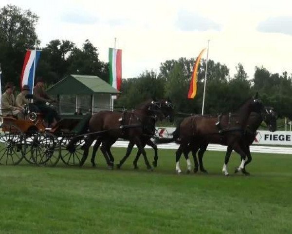 Pferd Gaspari 44 (Deutsches Sportpferd, 2003, von Gingerino)