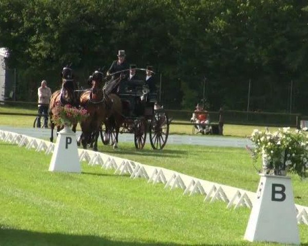 Pferd Gembit (Hessisches Warmblut, 1998)