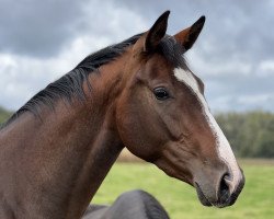 dressage horse Zoé la Fleur (Westphalian, 2020, from Zoom 8)