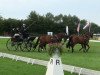 dressage horse Domingo 515 (Oldenburg, 1998, from Don Gregory)