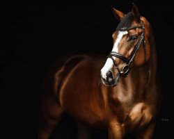 horse Colman's Diva (Oldenburg show jumper, 2014, from Colman)