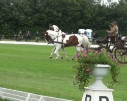 horse Roelanda Petronella (KWPN (Royal Dutch Sporthorse), 1998, from Marconi)