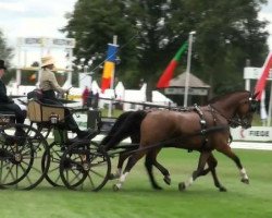 Pferd Sarasko (Hessisches Warmblut, 2002, von Silvano)