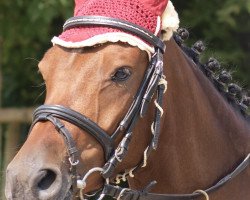 Springpferd Ninja 107 (Deutsches Reitpony, 2005, von Nantano)