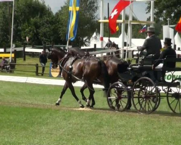 Pferd Glenn VII CH (Schweizer Warmblut, 1998, von Galopin du Pichoux)