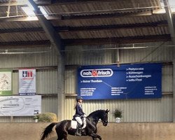 dressage horse Waikiki Starlet (Oldenburg, 2005, from Wind Dancer)