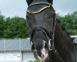 Springpferd Jolie-Coeur (Oldenburger, 2006, von Glock's Johnson Tn)