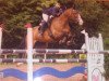 broodmare Ginger 310 (Oldenburg, 1996, from Granulit)