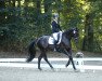 dressage horse California Kiss (Holsteiner, 2010, from Lorentin I)