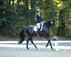 dressage horse California Kiss (Holsteiner, 2010, from Lorentin I)