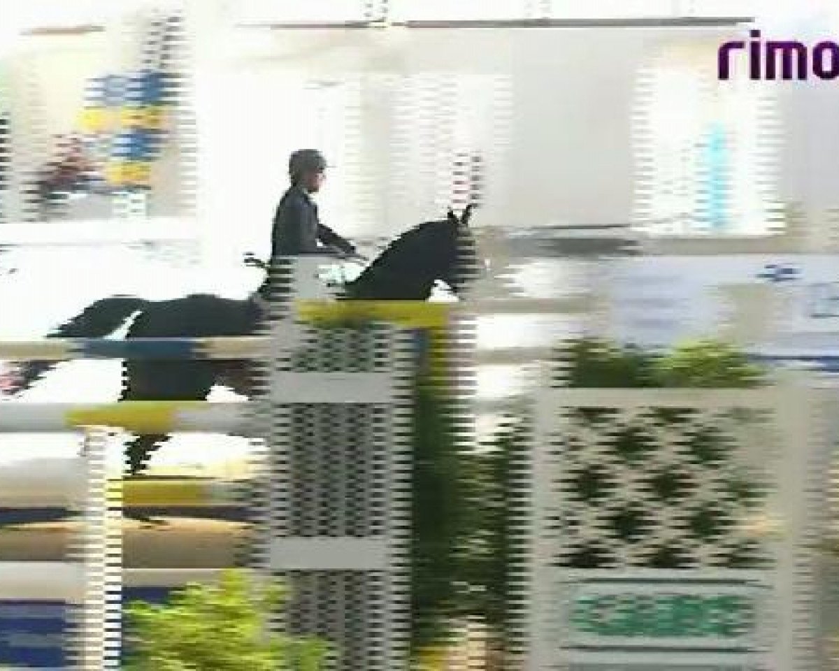 stallion Al Campo / 2920 (Hanoverian, 2002, from As di Villagana)