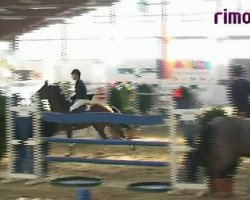 jumper Faithfull (KWPN (Royal Dutch Sporthorse), 2004, from For Keeps)