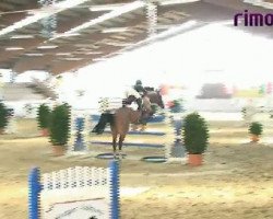 jumper White Nose 8 (Thoroughbred, 2003)