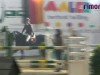 jumper Quick KZ (Zangersheide riding horse, 2002)