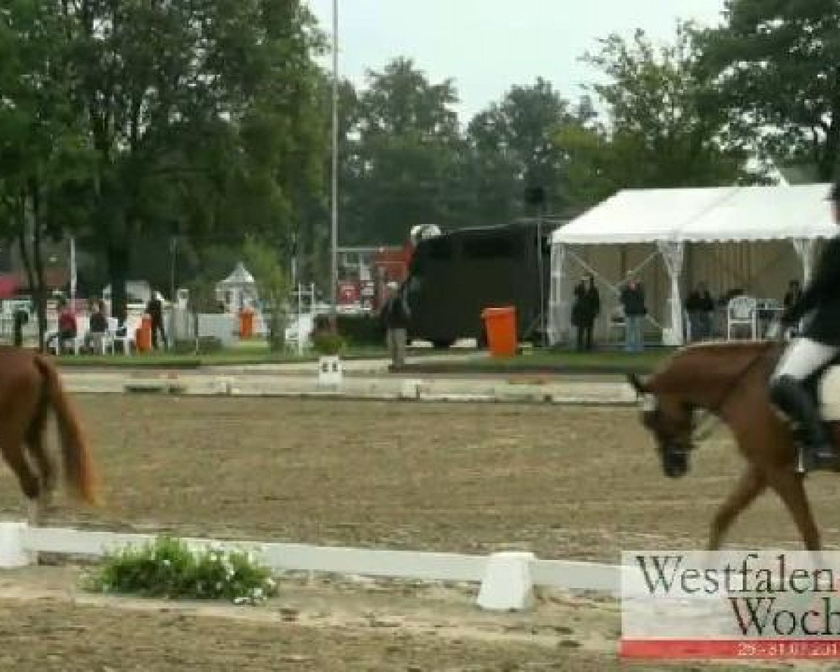 Dressurpferd Baumann's Diego (Deutsches Reitpony, 2008, von FS Don't Worry)