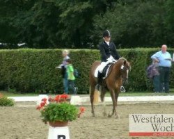 dressage horse Tamino 271 (German Riding Pony, 2008, from Timberland)