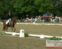 dressage horse Robby 256 (Westphalian, 2008, from Rock Forever NRW)