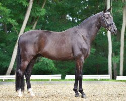 dressage horse Sacre Coeur 18 (Oldenburg, 2009, from Sandro Hit)