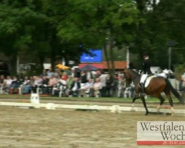 dressage horse Feiner Peter (Westphalian, 2008, from For Compliment)