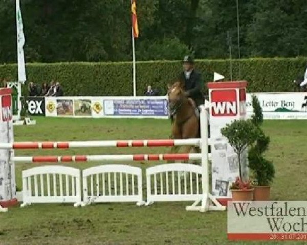 jumper Elenya D (Hanoverian, 1997, from Escudo I)