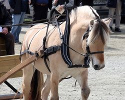 stallion Myklejon (Fjord Horse, 2004, from Mykletind)