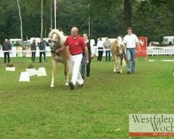 broodmare Nadja (10,35% ox) (Edelbluthaflinger, 2008, from No Name (4,688% ox))