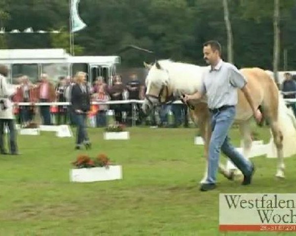 dressage horse Modeste (Haflinger, 2008)