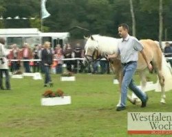 Dressurpferd Modeste (Haflinger, 2008)