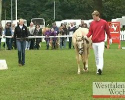 broodmare Dream Queen (German Riding Pony, 2008, from HET Golden Dream)