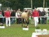 broodmare Mirca (German Riding Pony, 2008, from Miraculix)