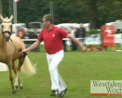 broodmare Steverheides Anthea (German Riding Pony, 2008, from A Gorgeous)