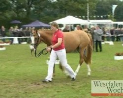 broodmare Danelle AT (German Riding Pony, 2008, from Dumbledor AT)