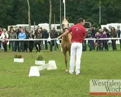 broodmare Golden Beauty (German Riding Pony, 2008, from Genesis B)