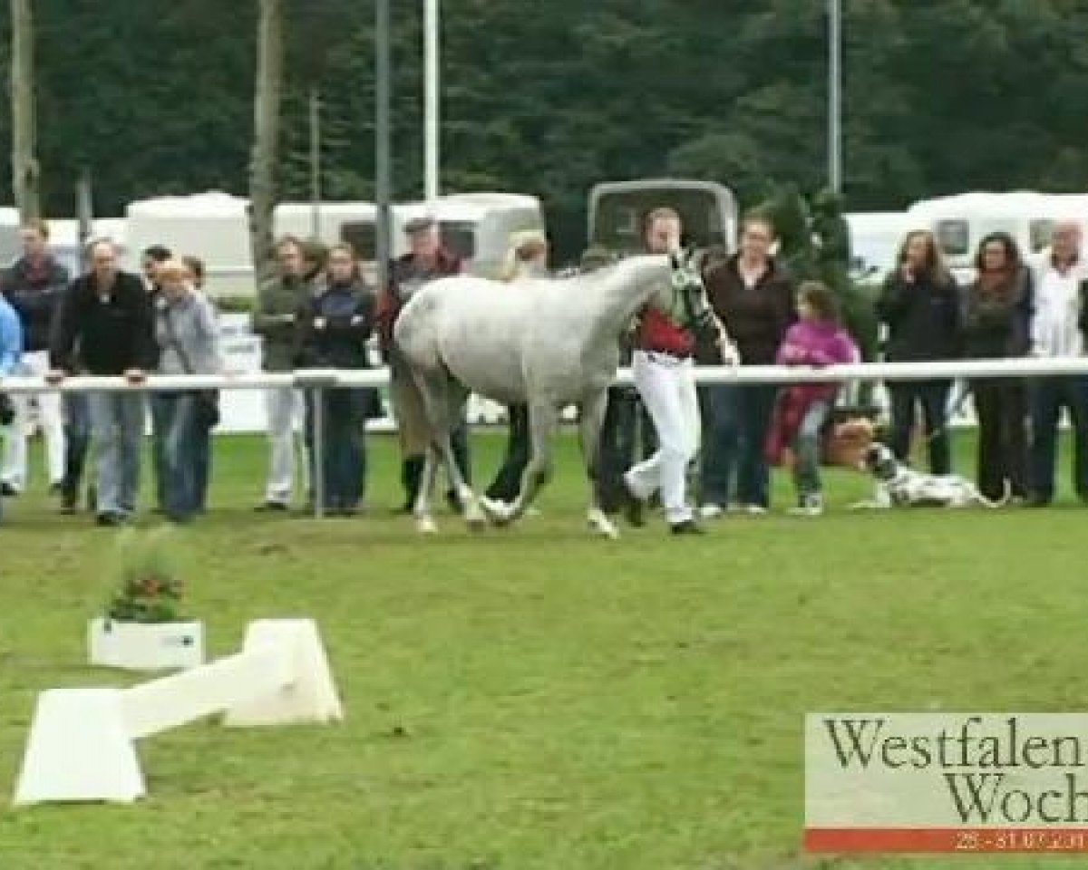 Zuchtstute Donnerlittchen (Deutsches Reitpony, 2008, von Donnerwetter)