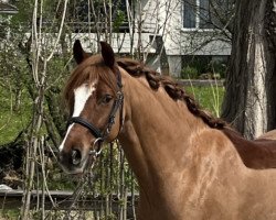 dressage horse Diamond Dancer K CH (Swiss Reitpony, 2017, from FS Don't Worry)